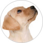 labrador